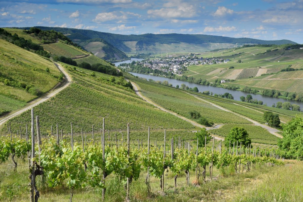Paysage de vignobles vallonnés au bord de la rivière.